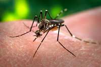 डेंगू क्या है , बचाव , लक्षण , चिकित्सा एवं आहार 