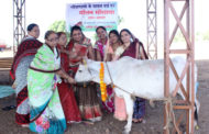 धरती पर गौमाता ईश्वर का साक्षात रूप:अतुल शाह,  गोपाष्टमी संपन्न, हुए अनेक कार्यक्रम