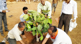 हमारी सभ्यता पर्यावरण पर आधारित:डीडी उइके,  सांसद ने किया पौधारोपण - गौशाला न्यूज